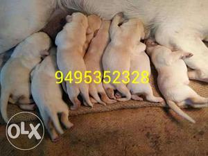 Labrador Puppy Litter available
