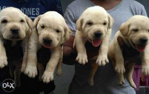 Labrador Retriever Puppies Available... Contact