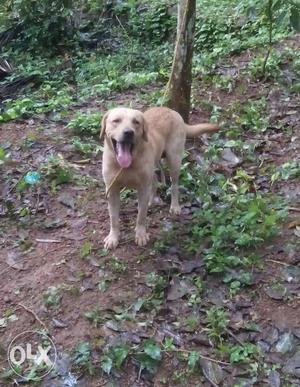 Labrador Retriever male dog for sale.Age.2years