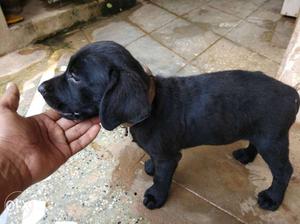 Labrador black female puppy heavy bone original