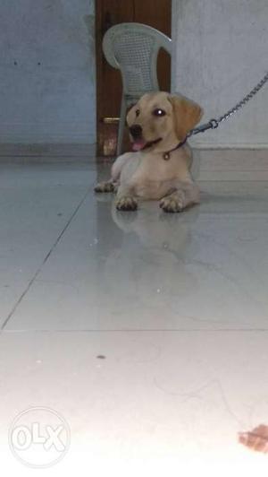 Labrador homely pet make yourself accompany with