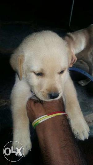 Labrador puppy's available here low price just