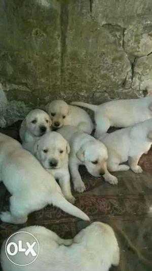 Labradore show quality puppies available male