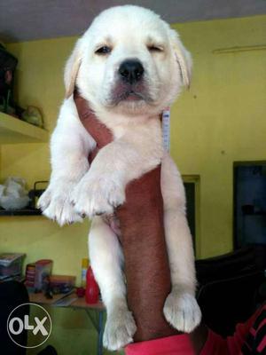Labradore white puppies available all over India