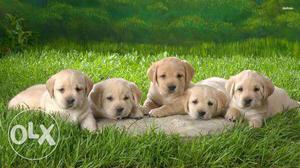 Labredor pups avalable intrested may call &dog