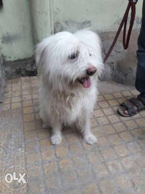 Lahabso breeb dog for sale