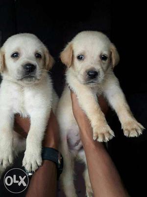 Lebra male female available for sell top quality