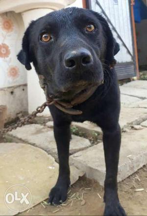 Lebra z black male dog 8 months old pure breed only