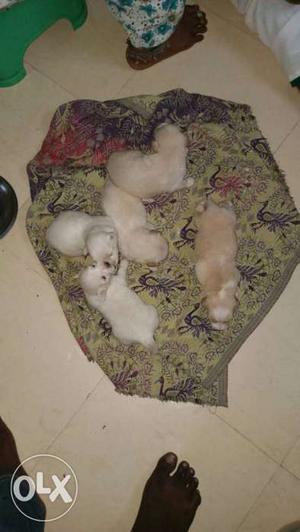 Lesapso puppys for sale pure breed please contact