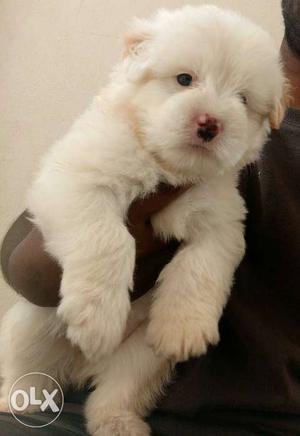 Lhasa apso Puppies Available