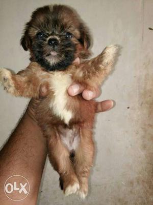 Lhasa apso available male  female 