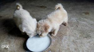 Lhasa apso pure breed..