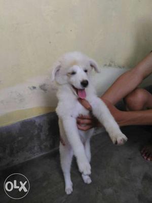 Lhasa cross breed female 3 months old
