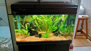 Live planted aquarium without cabinet &fish.with