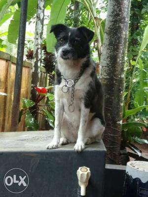 Long-coated Black And White Dog