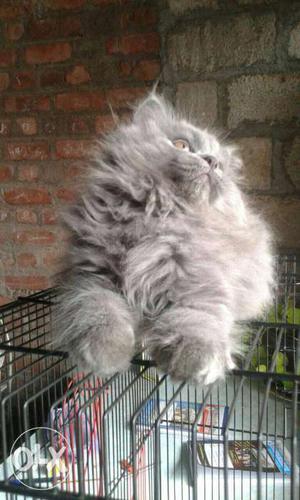 Long-fur Gray Cat