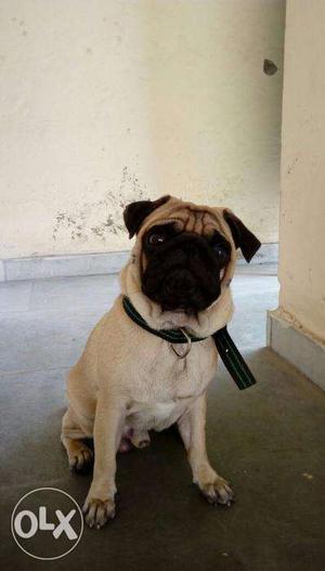 Looking for Female Pug for Mating for my pet