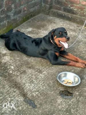 Mahogany Rottweiler Dog