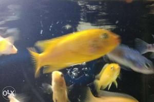 Malawi cichlid Yellow Fish