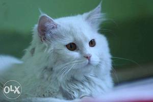 Male Persian Cat for Mating