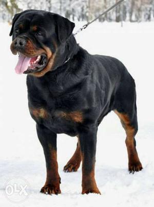 Male Rottweiler only for Mating/Crossing..Not for Sale