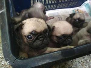 Male & female pug puppies for sale