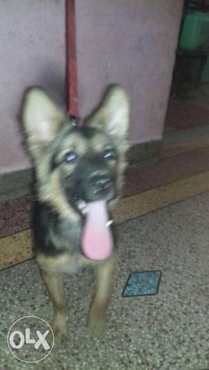 Male german shephard 2 month 15 days old for sale