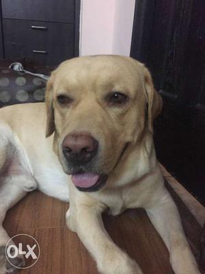 Male labrador for mating, looking for female..
