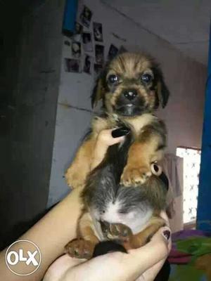 Male lhasa puppy