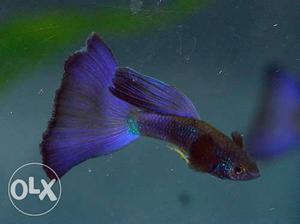 Moscow blue guppy pair 100