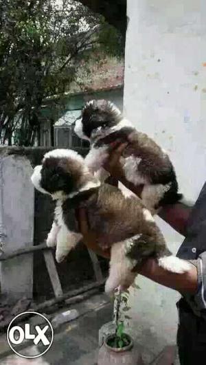 Nagpur: Gsd Lab Pom All Breeds Dog Puppeis