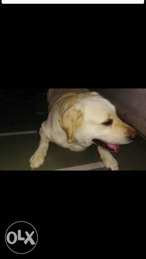 Need a male Labrador for mating.