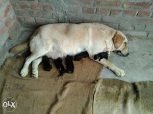 New born puppy. male&female. contact me at