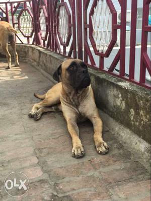 Not for sale only for matting bull mastiff pure