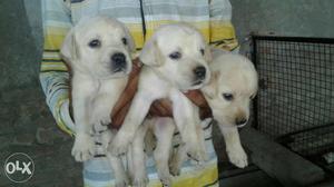 O6 Golden labrador male puppy 30 days old pure breed
