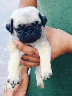 O6 pug puppy 30 days old pure breed available i