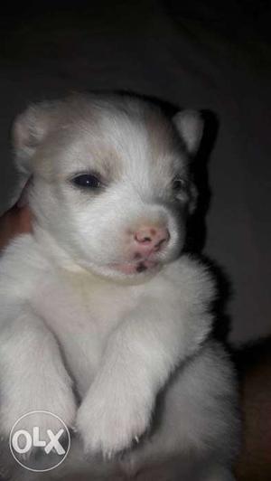 Only 18 days born puppy pomerian female