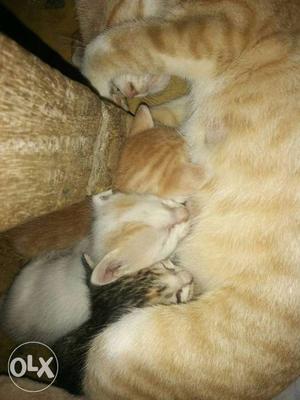 Orange Tabby Cat And Three Kittens