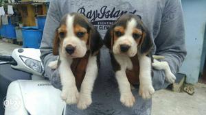 Outstanding Beagle Puppies available