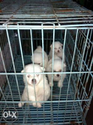 Outstanding quality spitz pups