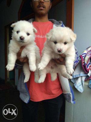 POMERANIAN puppies No Metion breed - kk pet shop