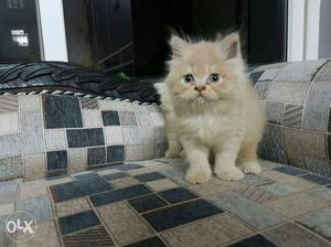PURE Persian kitten for sell in Lucknow of 65days