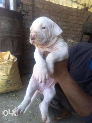 Pakistani bully Rottweiler pupp good blood line heavy size