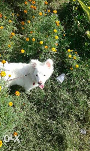 Pamelian puppy white colour