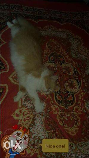 Panch face Persian cat 15months old for. Sale