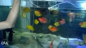 Parot fish imported Red & Yellow