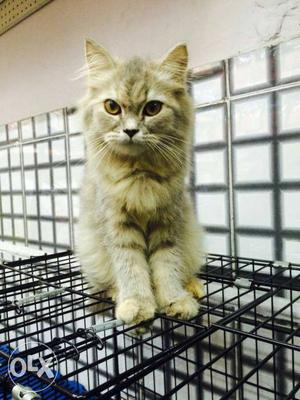 Persian cat 3 months old rs
