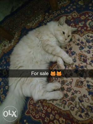 Persian cat for sale urgent