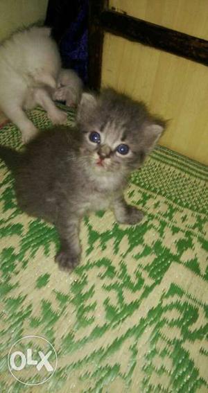 Persian kittens for pre-order sale 1 month old 2