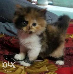 Persian kittens for sell calico n white color